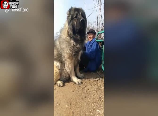 Video :China - a guy proudly displays his enormous shepherd to us!